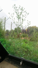 Erigeron floribundus