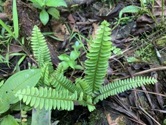 Polypodiopsida