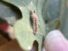 Atrusca clavuloides