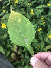 Helianthus decapetalus
