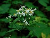 White Wood Aster - Photo (c) Michael J. Papay, some rights reserved (CC BY), uploaded by Michael J. Papay