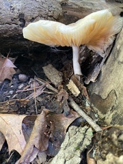 Pluteus cervinus