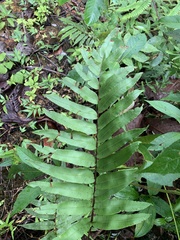 Polypodiopsida