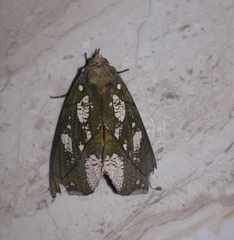 Eudocima hypermnestra