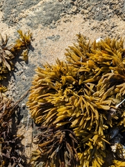 Pelvetiopsis limitata