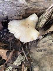 Pluteus cervinus