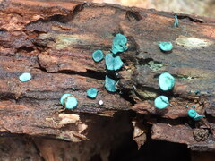 Chlorociboria aeruginascens