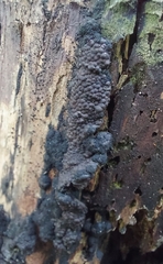 Kretzschmaria deusta