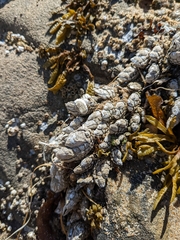Pollicipes polymerus