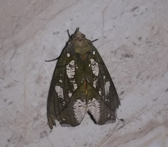 Eudocima hypermnestra