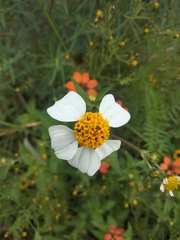 Bidens odorata