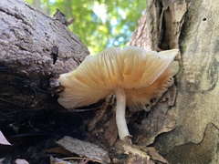 Pluteus cervinus