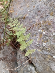 Cystopteris fragilis