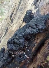 Kretzschmaria deusta