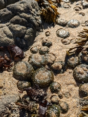 Anthopleura