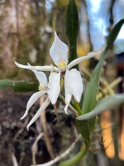 Prosthechea