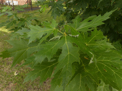 Dasineura aceris