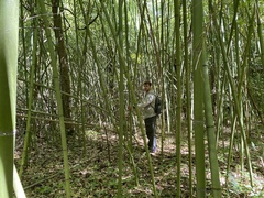 Phyllostachys