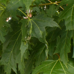 Dasineura aceris