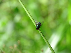 Chrysomya rufifacies