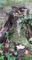 Kretzschmaria deusta