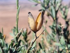 Montinia caryophyllacea