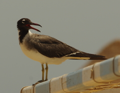 Ichthyaetus leucophthalmus
