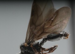 Myrmecina graminicola