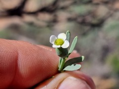 Montinia caryophyllacea