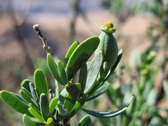Montinia caryophyllacea