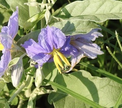 Augochloropsis metallica