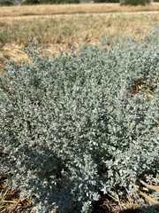 Frankenia salina