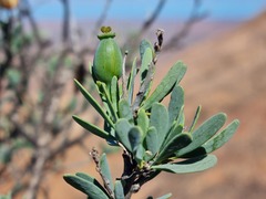 Montinia caryophyllacea