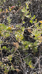 Atriplex lentiformis