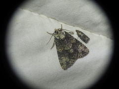 Craniophora ligustri
