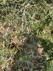 Berberis trifoliolata