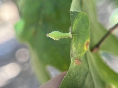 Atrusca clavuloides