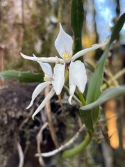Prosthechea