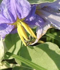 Augochloropsis metallica