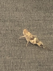 Trimerotropis pallidipennis