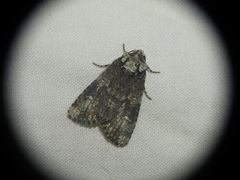Craniophora ligustri