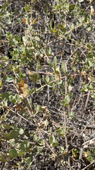 Atriplex lentiformis