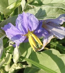 Augochloropsis metallica