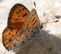 Lycaena cupreus