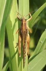 Schistocerca americana