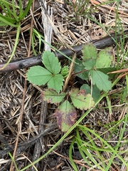 Fragaria virginiana