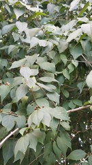 Lonicera maackii