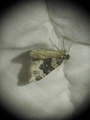 Epirrhoe galiata