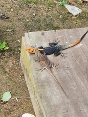 Agama picticauda