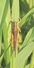 Schistocerca americana
